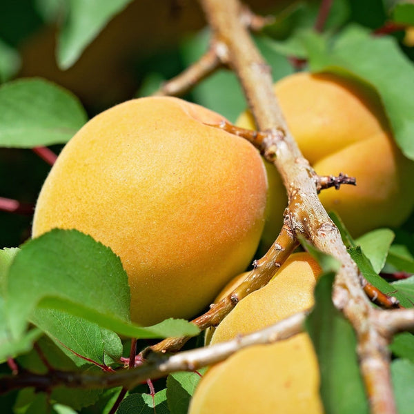 'Early Moorpark' Apricot Tree
