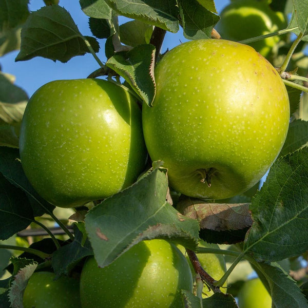'Granny Smith' Apple Tree