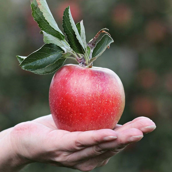 'Gala' Apple Tree