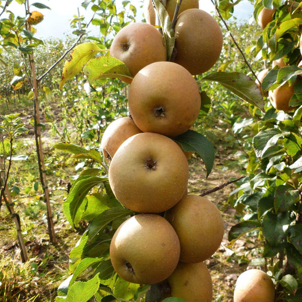 'Egremont Russet' Apple Tree