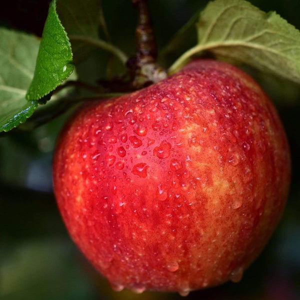 'Braeburn Hillwell' Apple Tree