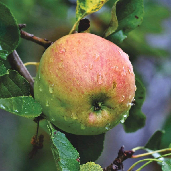 'Blenheim Orange' Apple Tree