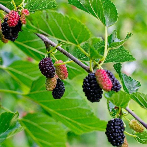 'King James' Mulberry Tree | Morus nigra