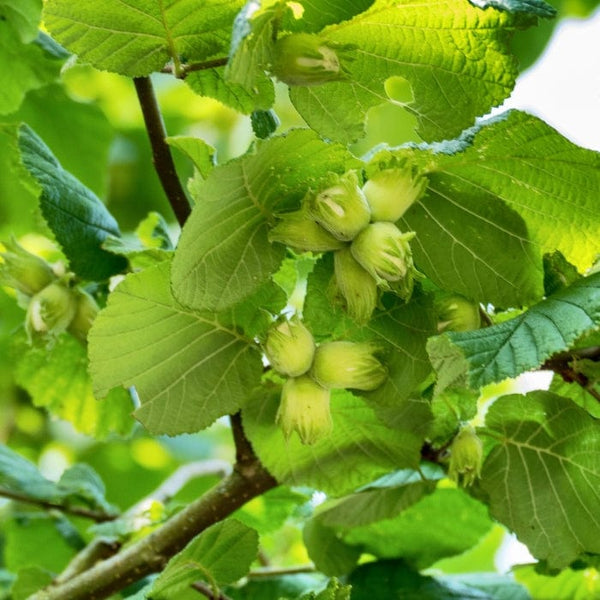 'Webb's Prize' Hazelnut Tree | Corylus avellana