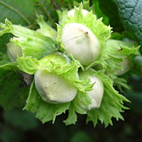 'Merveille de Bollwyller' Hazelnut Tree