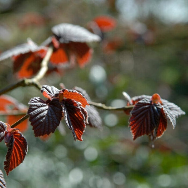 Purple Hazelnut Tree | Corylus maxima 'Purpurea'
