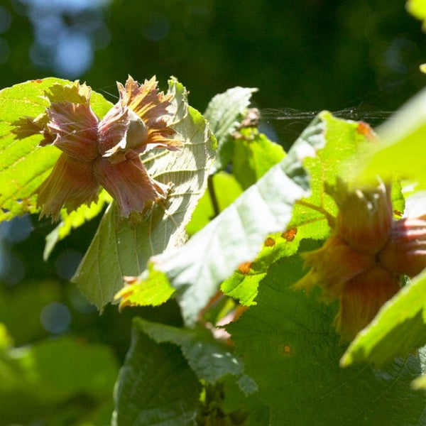 Red Hazelnut Tree | Corylus avellana 'Rote Zellernuss'