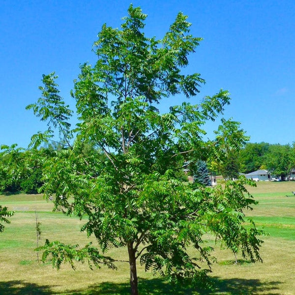 'Europa' Walnut Tree