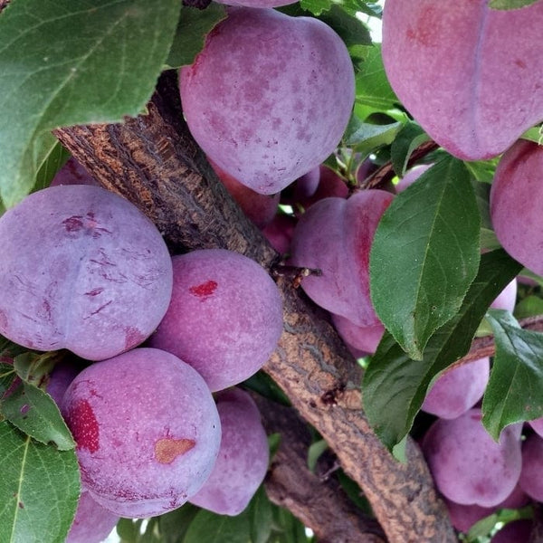 'Lizzie' Plum Tree