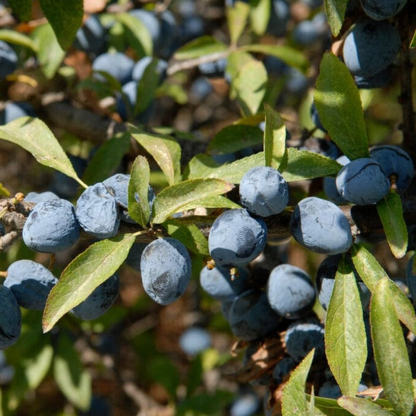 'Southampton Selection' Sloe Tree