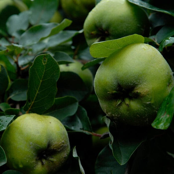 'Serbian Gold' Quince Tree
