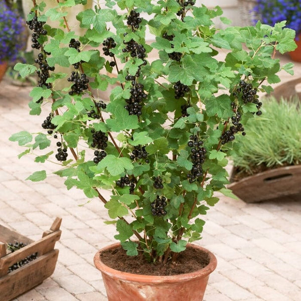 'Ben Sarek' Blackcurrant Bush