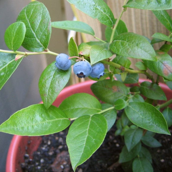 'Hortblue Petite' Blueberry Bush