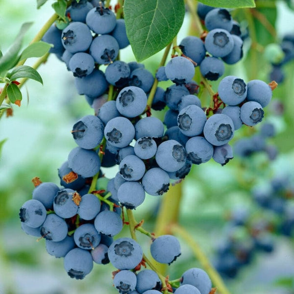 'Ozarkblue' Blueberry Bush
