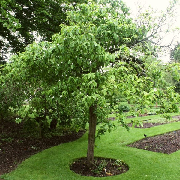 'Royal' Medlar Tree
