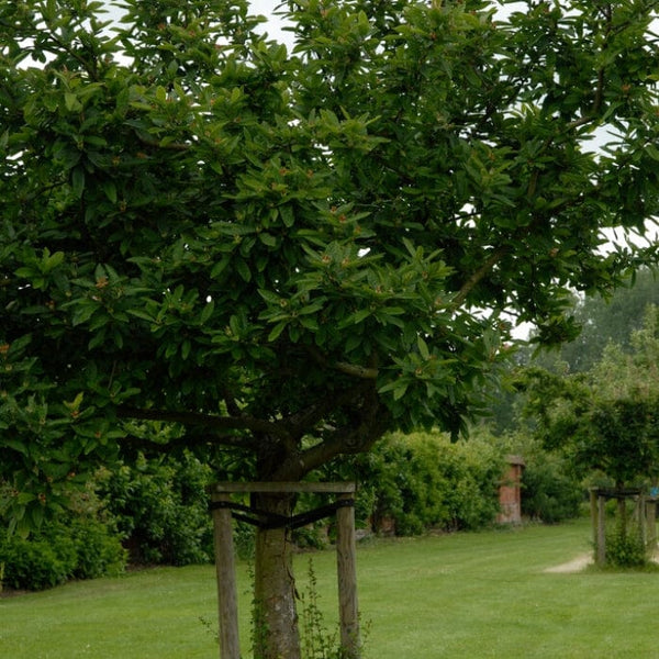 'Westerveld' Medlar Tree