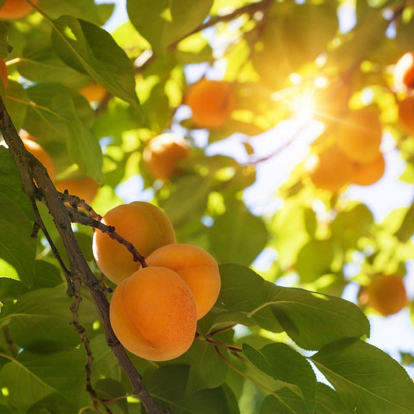 'Alfred' Apricot Tree
