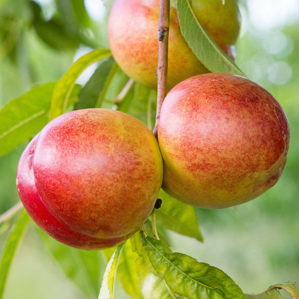 'Flavortop' Nectarine Tree