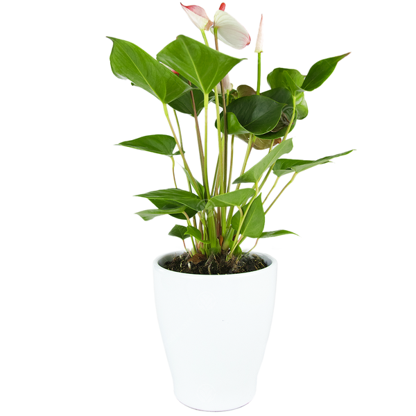 White Anthurium in Ceramic Pot