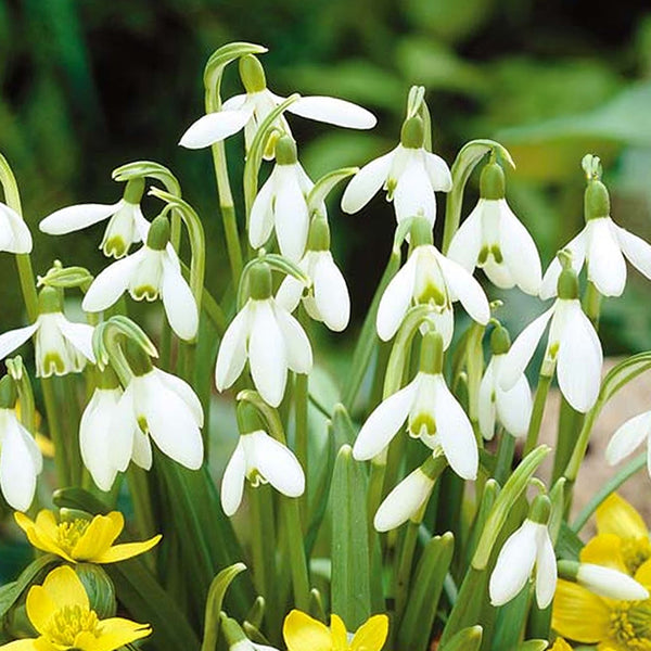 Galanthus nivalis