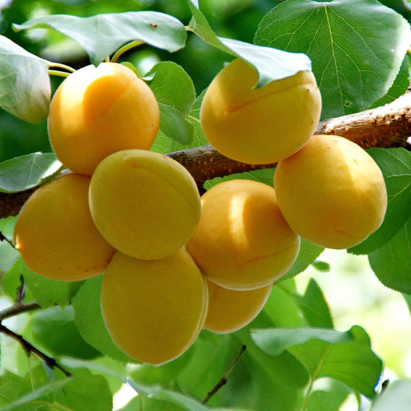 'Golden Glow' Apricot Tree