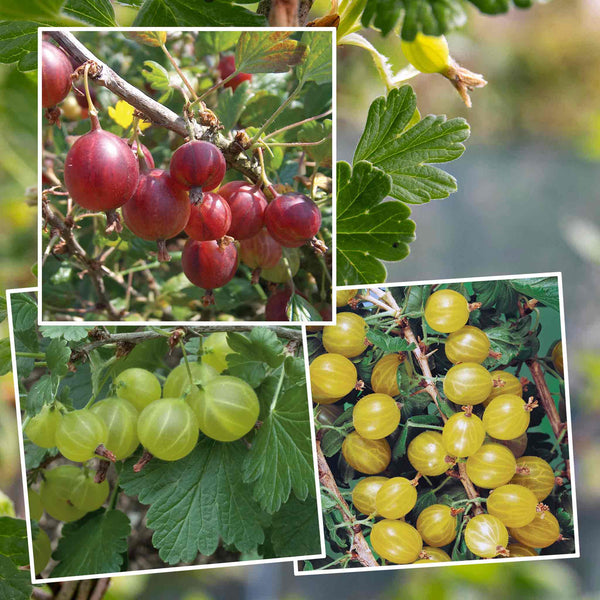 Gooseberry Bush Collection