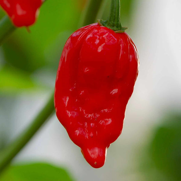'Naga Red' Grafted Chilli Pepper Plant
