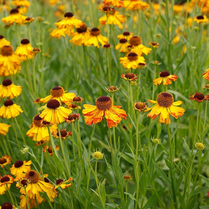 Helenium Helena Gold Flower Plants – Plantroops United Kingdom