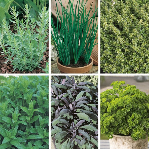 Cooks Essential Herb Plant Collection
