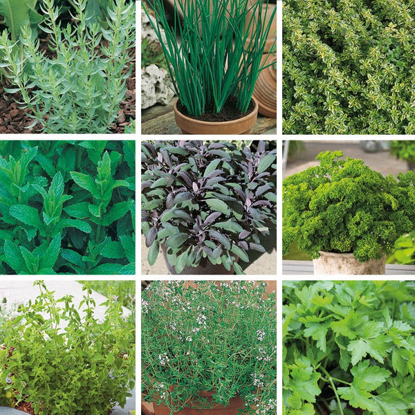Bumper Kitchen Herb Plant Collection
