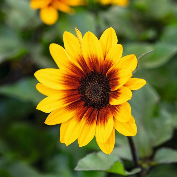 Sunflower Sunbelievable ™ Brown Eyed Girl