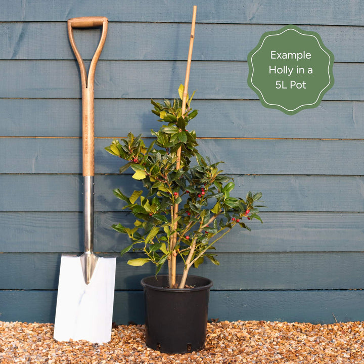 Pyramidal Holly | Ilex 'Nellie R Stevens' – Plantroops United Kingdom