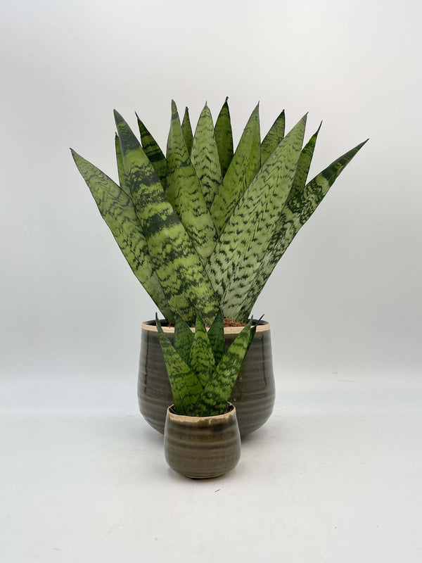 Sansevieria Zeylanica, Snake Plant