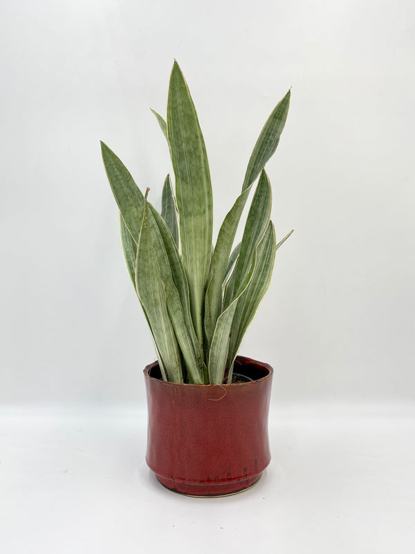 Sansevieria Trifasciata Metallica, Snake Plant