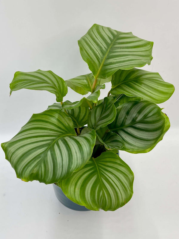 Calathea Orbifolia, Prayer Plant