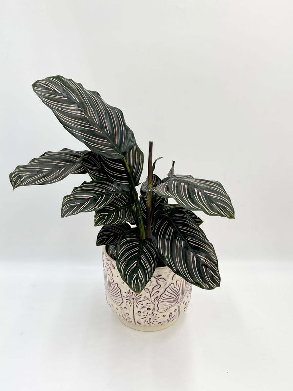 Calathea Ornata, Sanderiana Prayer Plant , 14cm Pot