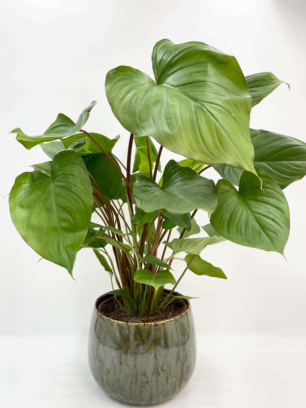 Homalomena rubescens Queen Of Hearts | Maggy, Large Leafy Plant