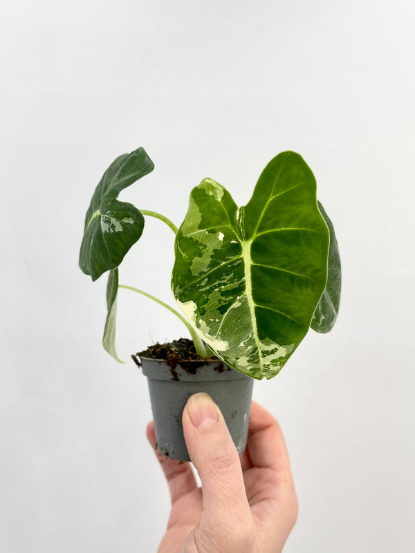 Variegated Alocasia Micholitziana Frydek