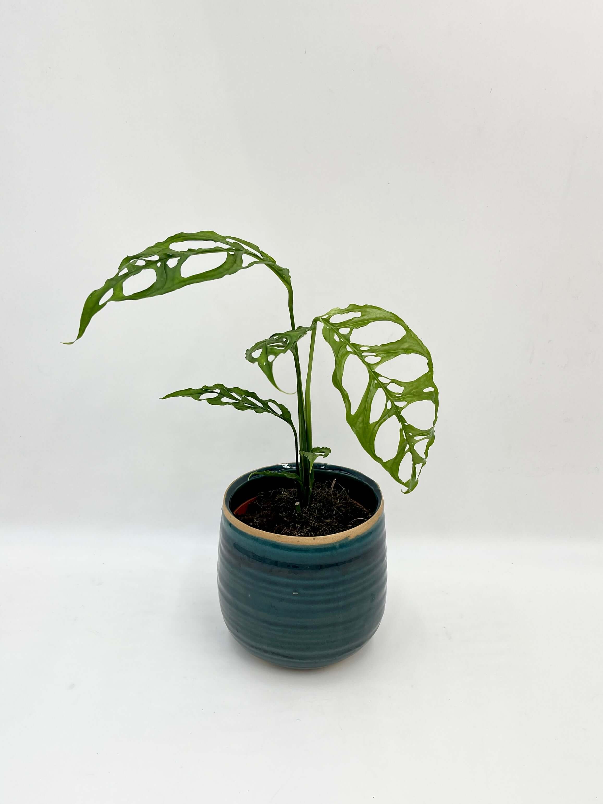 Peru R08 Form Monstera obliqua Peru Form – Plantroops United Kingdom