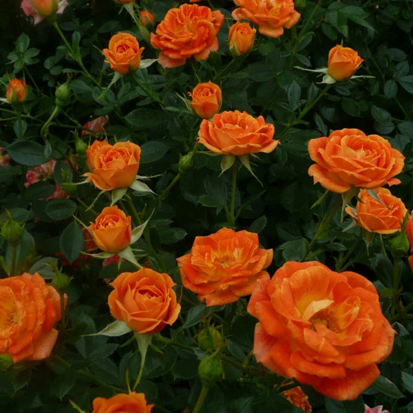 'Irish Eyes' Floribunda Rose