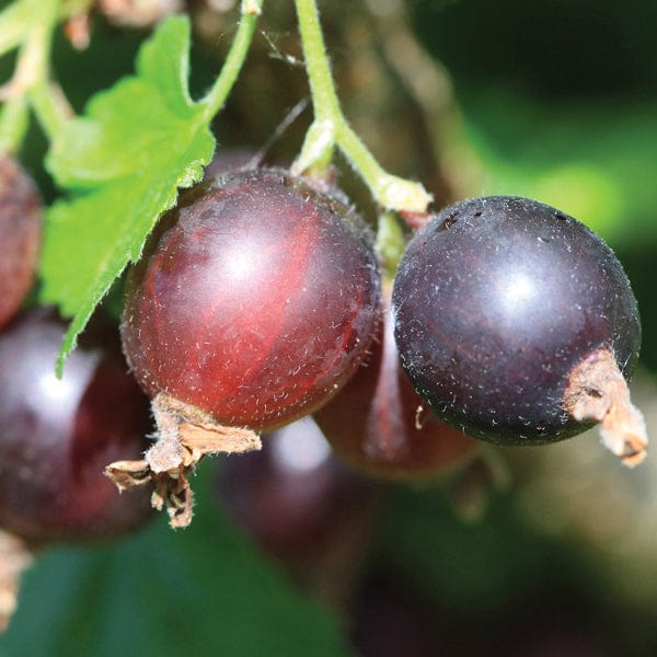 Jostaberry Fruit Plant