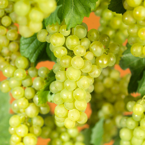 Grape 'Supaga' - 15cm Plant