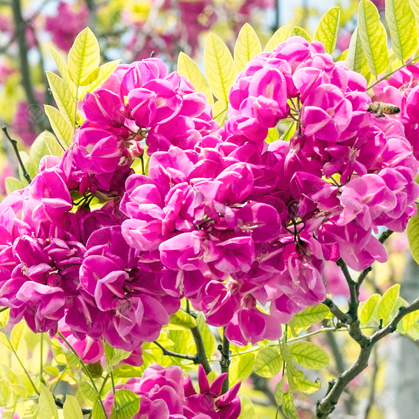 Robinia 'Pink Cascade'