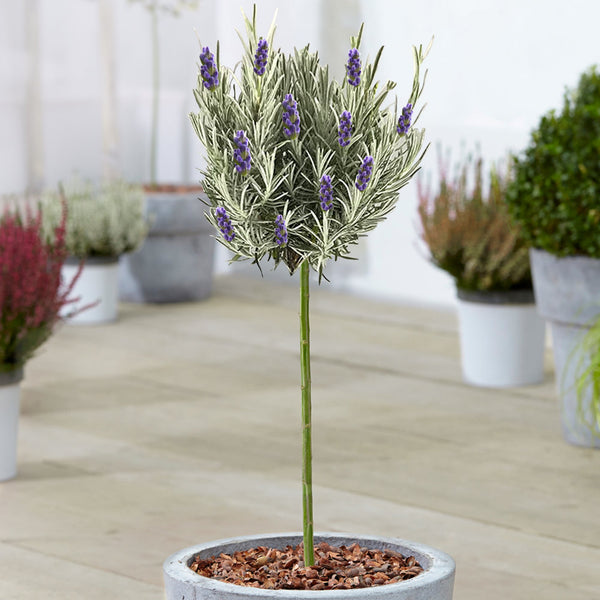 Lavender 'Munstead' Patio Tree