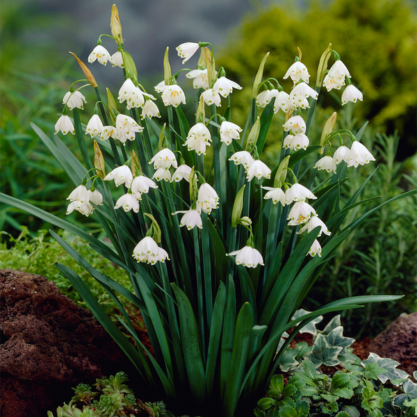 Leucojum aestivum