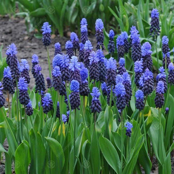 Muscari latifolium