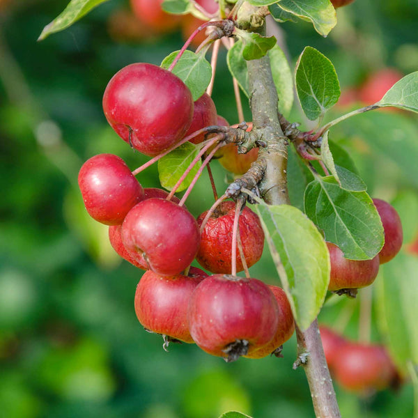 Patio Crab Apple Tree 'Red Sentinel'