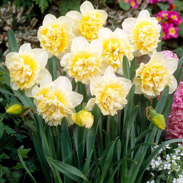 Narcissus 'Ice King'
