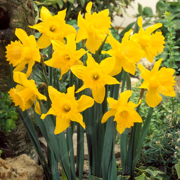 Narcissus 'King Alfred Select'