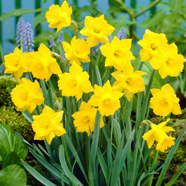 Narcissus obvallaris